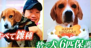 みやぞん保護犬